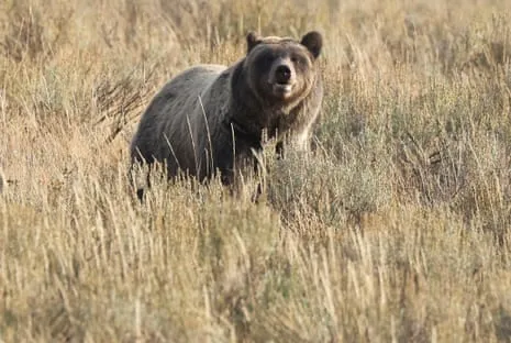 Backpacker Attacked by Grizzly in Wilderness Area Flown to Medical Facility